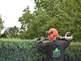 Gartenpflege Hecke schneiden